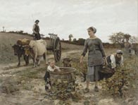 Coin de vigne - Languedoc